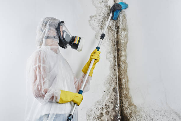 Best Residential Mold Remediation in Burlington, WI
