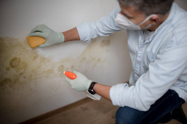 Best Basement Mold Remediation in Burlington, WI