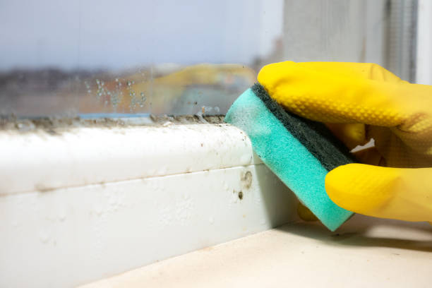 Trusted Burlington, WI Mold Remediation Experts
