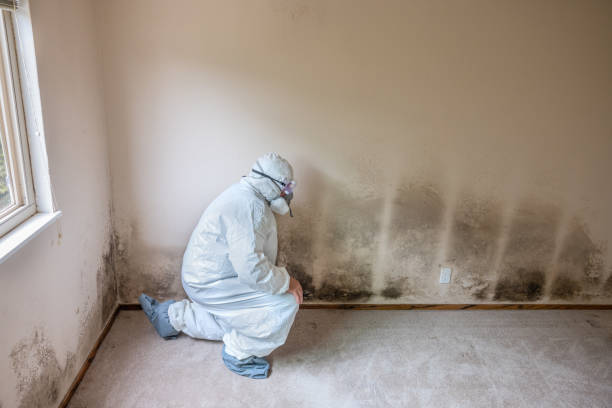 Best Post-Remediation Services in Burlington, WI