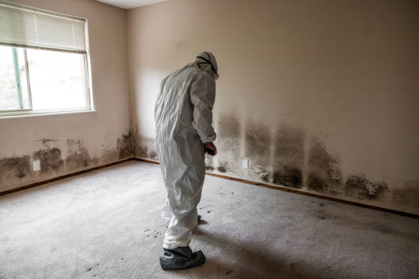 Best HVAC Mold Remediation in Burlington, WI