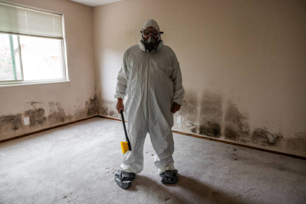 Best HVAC Mold Remediation in Burlington, WI