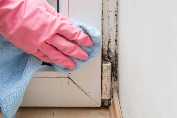 Best Commercial Mold Remediation in Burlington, WI