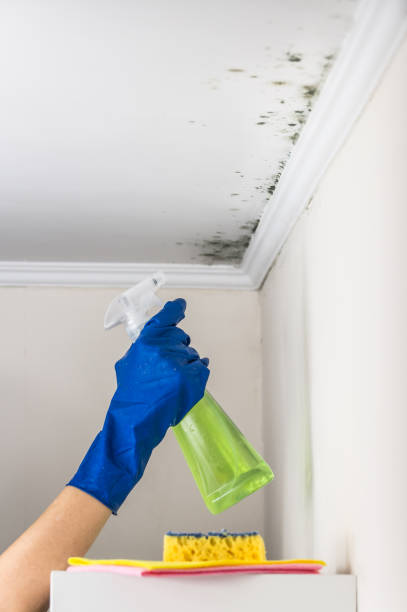 Best DIY Mold Remediation Support Services in Burlington, WI